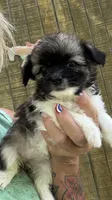 Daisy , a female Chihuahua for sale in Leicester, NC – 7 of 9