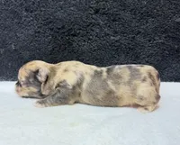 Max, a male Chihuahua for sale in Leicester, NC – 10 of 10