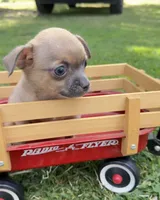 Fawn Boy, a male Chihuahua for sale in Leicester, NC – 9 of 10