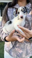 Maggie , a female Chihuahua for sale in Leicester, NC – 5 of 10