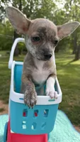 Willow, a female Chihuahua for sale in Leicester, NC – 7 of 10
