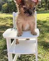 Girl, a female Chihuahua for sale in Leicester, NC – 6 of 10