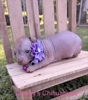 wrinkles, a female Chinese Crested for sale in Leicester, NC – 10 of 10