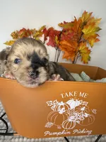 Dakota , a male Chihuahua for sale in Leicester, NC – 4 of 10