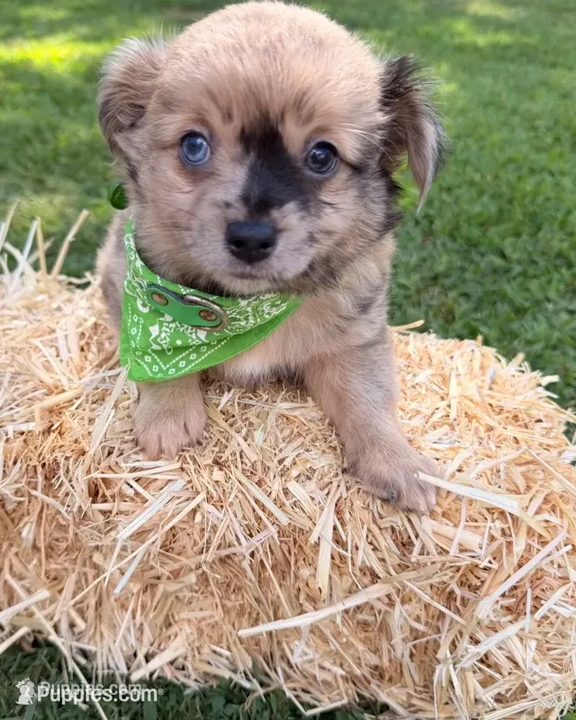 Bandit – Chihuahua puppy for sale in Leicester, NC