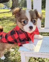 Brown Boy, a male Chihuahua for sale in Leicester, NC – 4 of 10