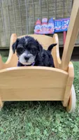 Nicky , a female Yorkshire Terrier for sale in Leicester, NC – 6 of 6