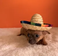 Biscuit, a male Chihuahua for sale in Leicester, NC – 4 of 10