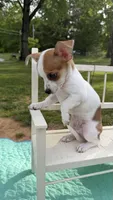 Toby , a male Chihuahua for sale in Leicester, NC – 8 of 10