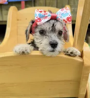 Dolly, a female Yorkshire Terrier for sale in Leicester, NC – 6 of 7