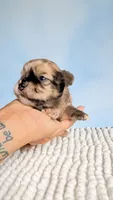 Dakota , a male Chihuahua for sale in Leicester, NC – 5 of 10