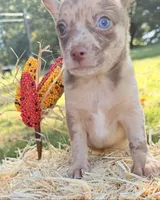 Merle Boy, a male Chihuahua for sale in Leicester, NC – 9 of 10