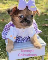 Girl, a female Chihuahua for sale in Leicester, NC – 2 of 10