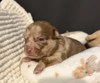 Rocky, a male Chihuahua for sale in Leicester, NC – 8 of 9