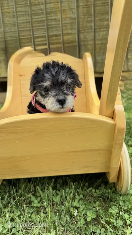 Sadie  – Yorkshire Terrier puppy for sale in Leicester, NC