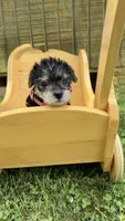 Sadie , a female Yorkshire Terrier for sale in Leicester, NC – 1 of 8