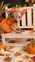 Pearl, a female Chinese Crested for sale in Leicester, NC – 2 of 9