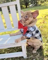 Merle Boy, a male Chihuahua for sale in Leicester, NC – 2 of 10