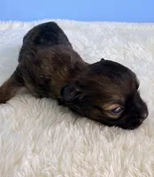 Finn, a male Chihuahua for sale in Leicester, NC – 5 of 10