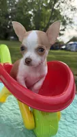 Tiny Tim, a male Chihuahua for sale in Leicester, NC – 5 of 10