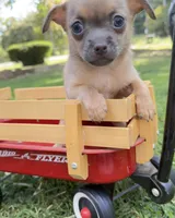 Fawn Boy, a male Chihuahua for sale in Leicester, NC – 2 of 10