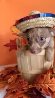 Coco , a male Chihuahua for sale in Leicester, NC – 6 of 9