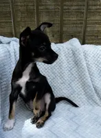 Cody, a male Chihuahua for sale in Leicester, NC – 7 of 10