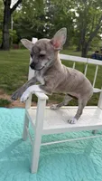 Willow, a female Chihuahua for sale in Leicester, NC – 6 of 10