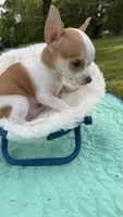 Tiny Tim, a male Chihuahua for sale in Leicester, NC – 8 of 10