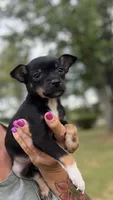 Cooper, a male Chihuahua for sale in Leicester, NC – 2 of 10