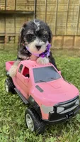 Nicky , a female Yorkshire Terrier for sale in Leicester, NC – 3 of 6