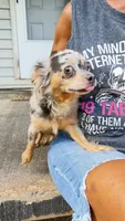 Cricket , a female Chihuahua for sale in Leicester, NC – 10 of 10
