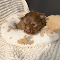 Sammy, a male Chihuahua for sale in Leicester, NC – 2 of 6