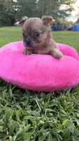Dolly , a female Chihuahua for sale in Leicester, NC – 7 of 10