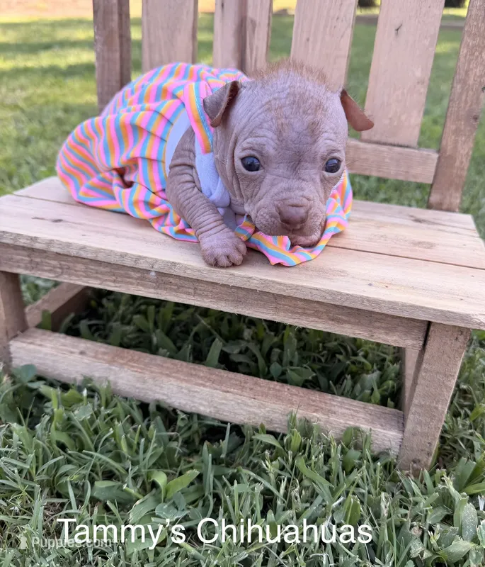 wrinkles – Chinese Crested puppy for sale in Leicester, NC
