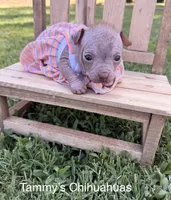 wrinkles, a female Chinese Crested for sale in Leicester, NC – 1 of 10