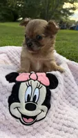 Dolly , a female Chihuahua for sale in Leicester, NC – 2 of 10
