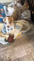 Tiny Tim, a male Chihuahua for sale in Leicester, NC – 10 of 10