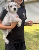 Sammy, a male Maltese for sale in Leicester, NC – 3 of 10