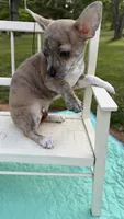 Willow, a female Chihuahua for sale in Leicester, NC – 5 of 10