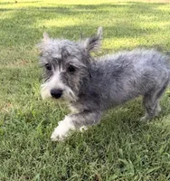 Shelby, a female Maltese and Yorkshire Terrier for sale in Leicester, NC – 6 of 10