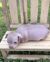 wrinkles, a female Chinese Crested for sale in Leicester, NC – 8 of 10
