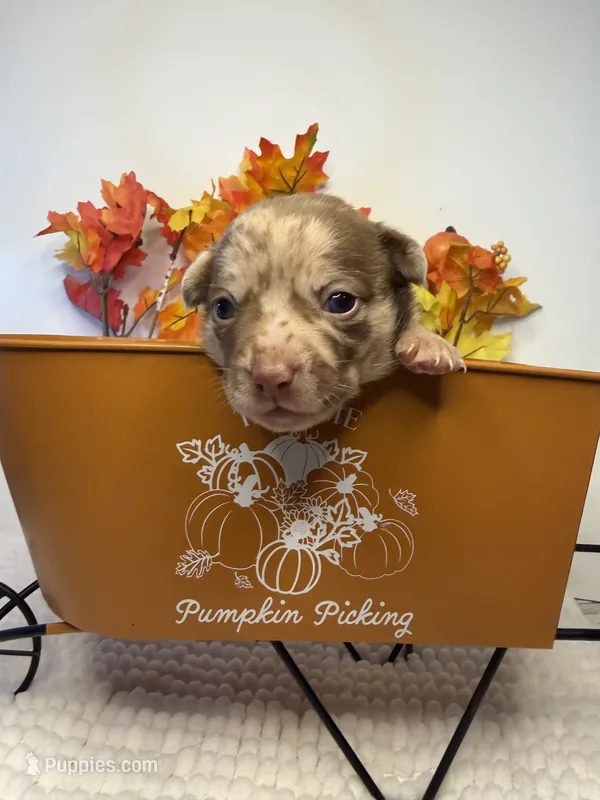 Rocky – Chihuahua puppy for sale in Leicester, NC