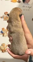 Toby, a male Chihuahua for sale in Leicester, NC – 7 of 8