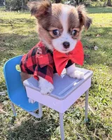 Brown Boy, a male Chihuahua for sale in Leicester, NC – 2 of 10