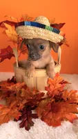 Biscuit, a male Chihuahua for sale in Leicester, NC – 8 of 10