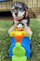Sadie , a female Yorkshire Terrier for sale in Leicester, NC – 5 of 8