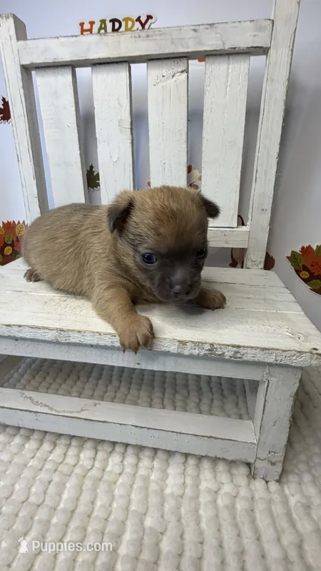 Toby – Chihuahua puppy for sale in Leicester, NC