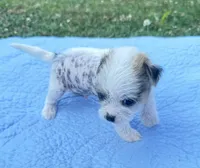 Max, a male Chinese Crested for sale in Leicester, NC – Photo 3 of 10