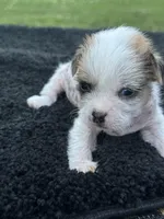 Max, a male Chinese Crested for sale in Leicester, NC – Photo 7 of 10